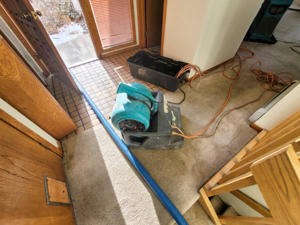 Best Carpet water damage restoration  in Kaibito, AZ