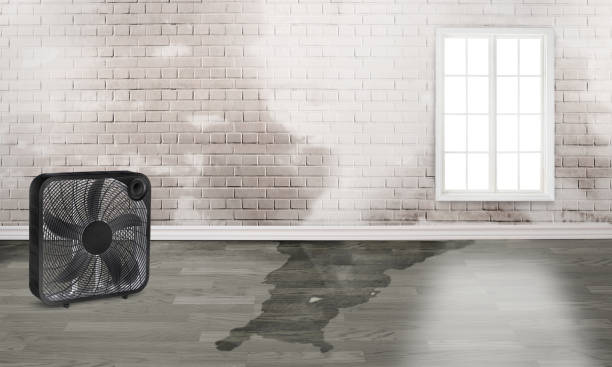 Best Flood restoration services  in Kaibito, AZ