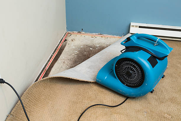 Best Water damage contractors near me  in Kaibito, AZ
